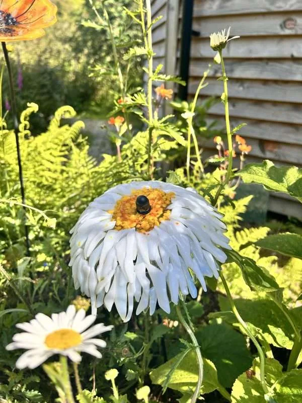 Daisy Garden Stake, garden sculpture